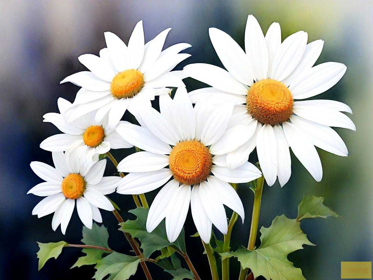 白雏菊花语是什么意思
