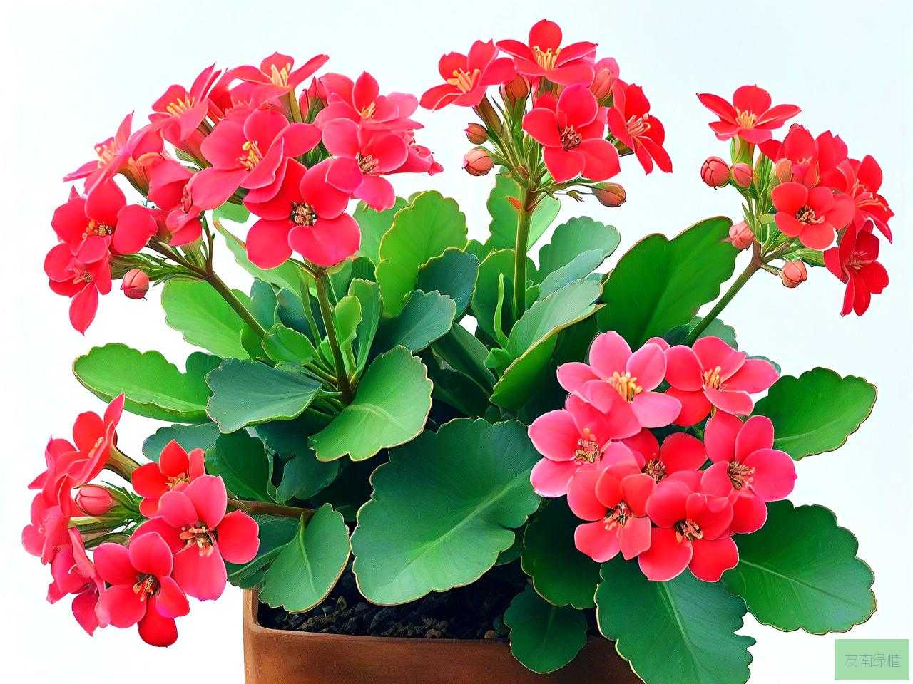 休眠期的长寿花怎么养