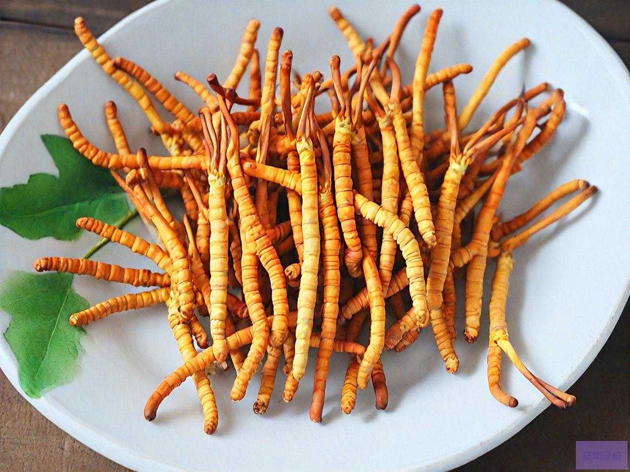 虫草花有什么药用价值