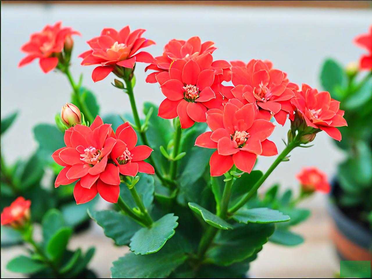 长寿花金狐狸养殖方法