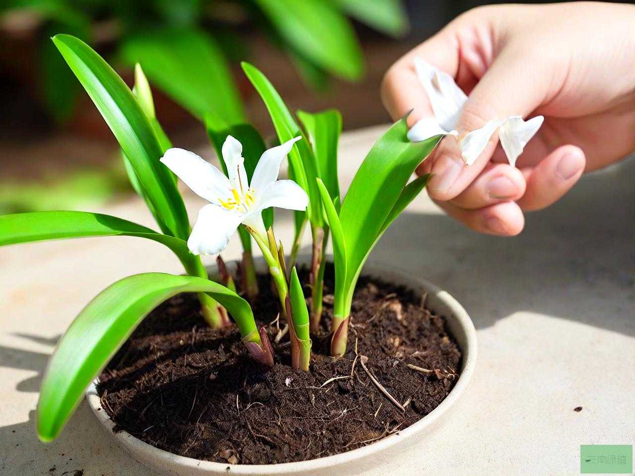文殊兰的种子怎么发芽