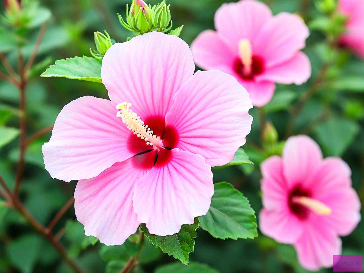 大花芙蓉葵冬天怎么办