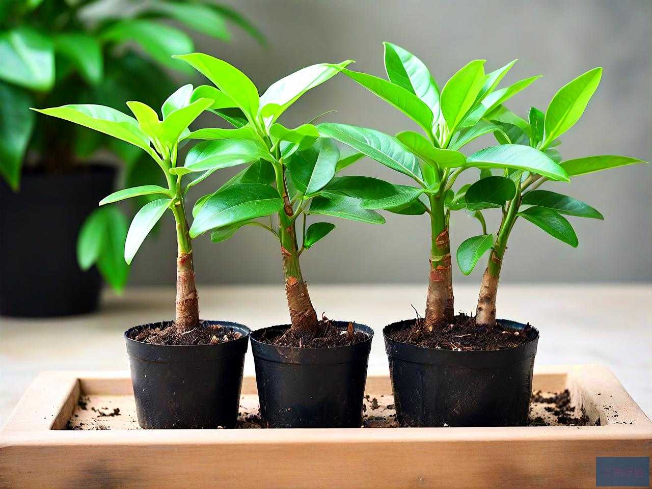 原生发财树小苗怎样养