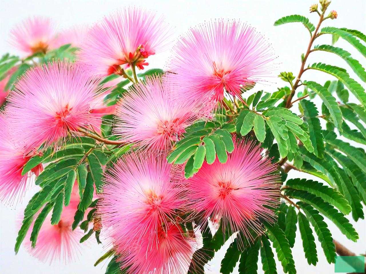 合欢花泡水的正确方法