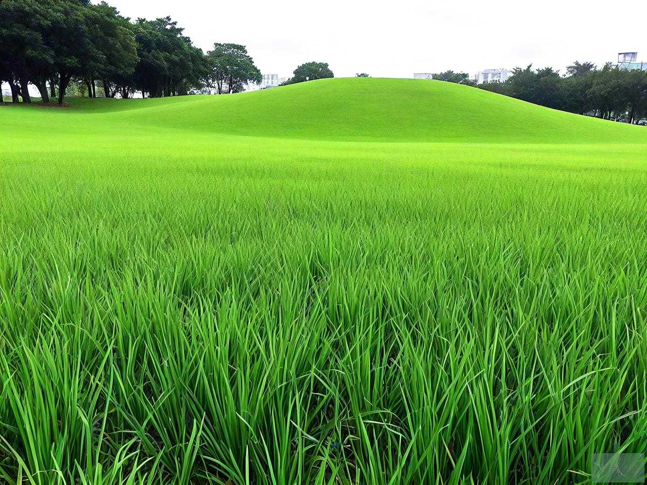 台湾草和大叶油草区别