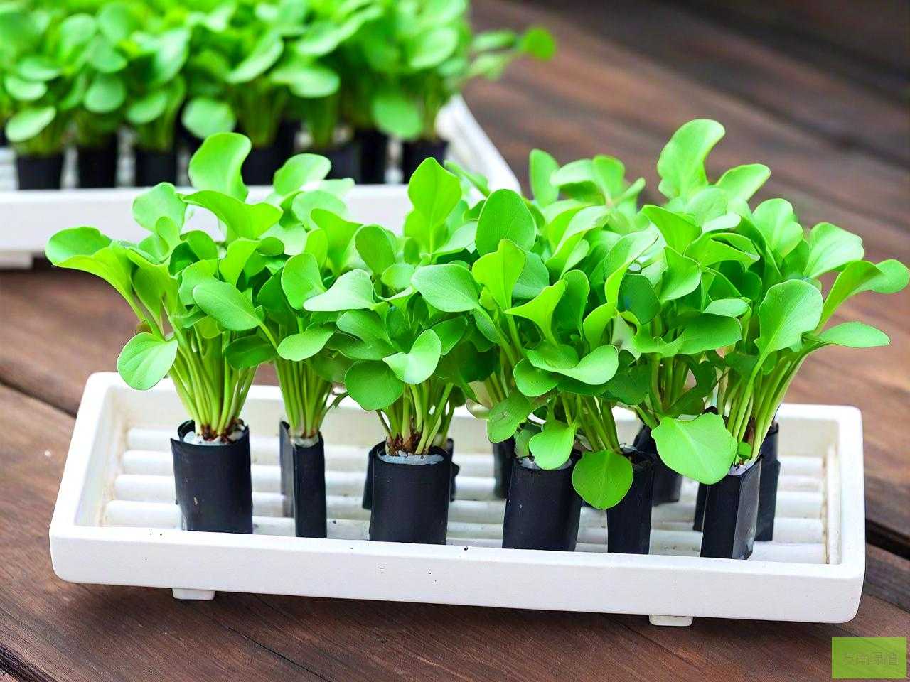 最好水培的植物有哪些