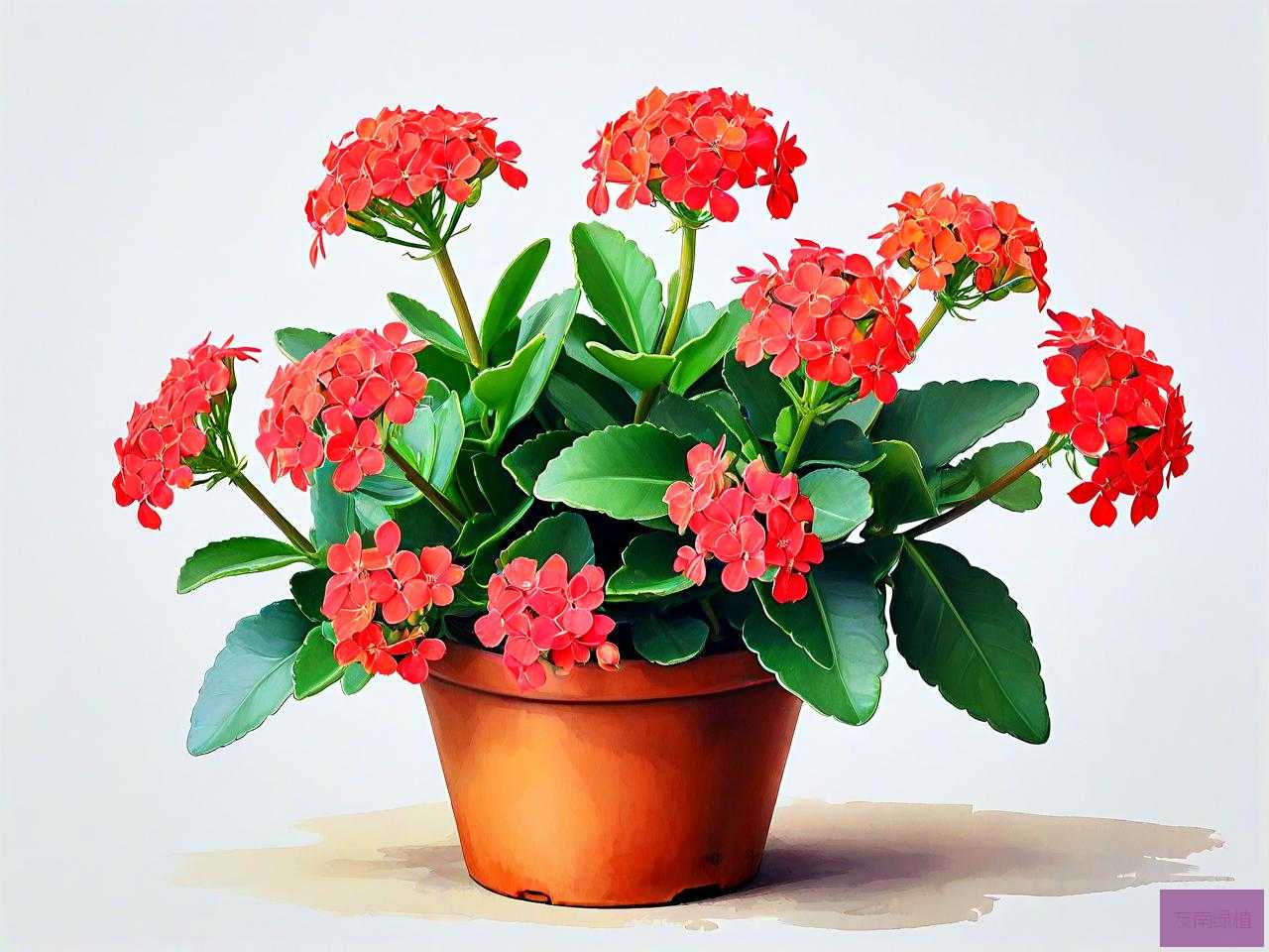 长寿花要怎么养才旺盛
