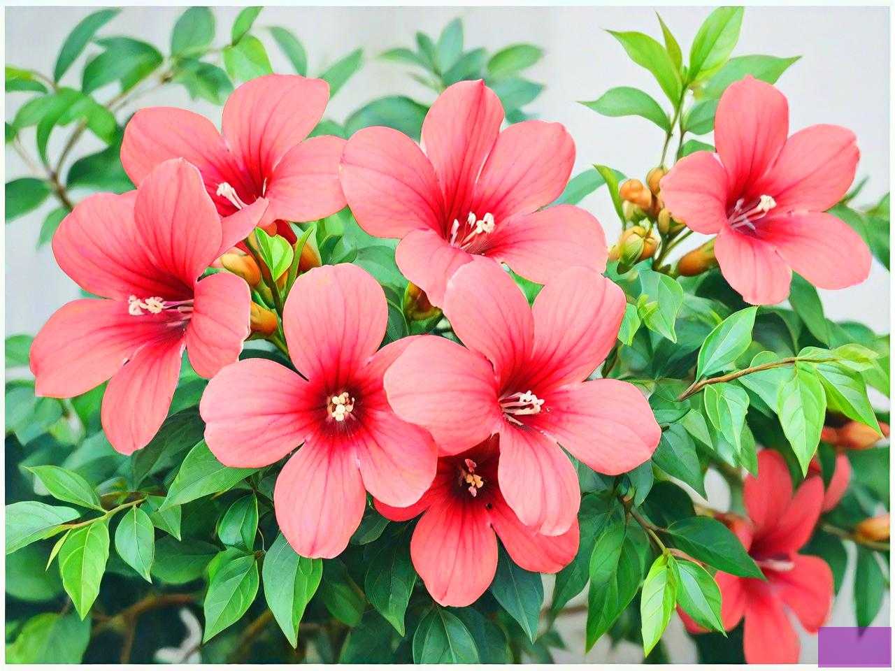 中药凌霄花的功能主治