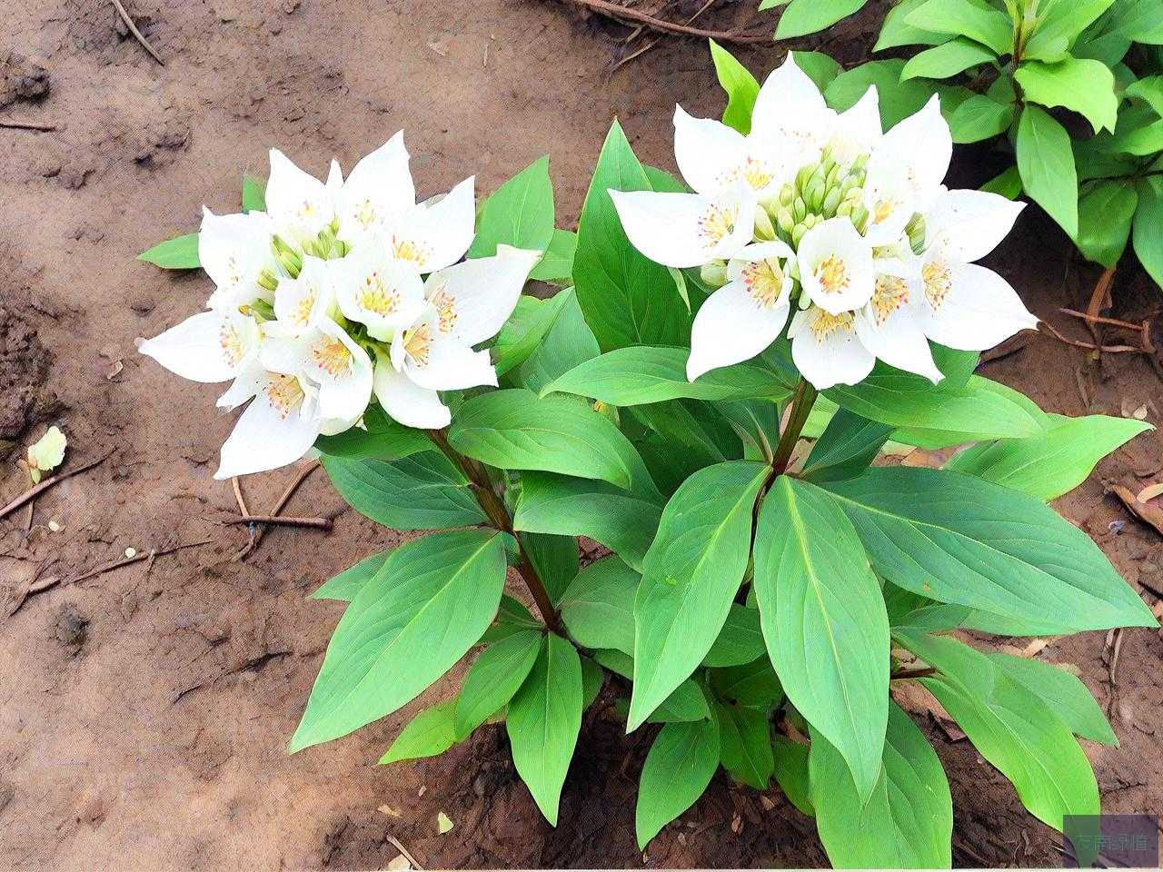 七叶一枝花怎么用最好