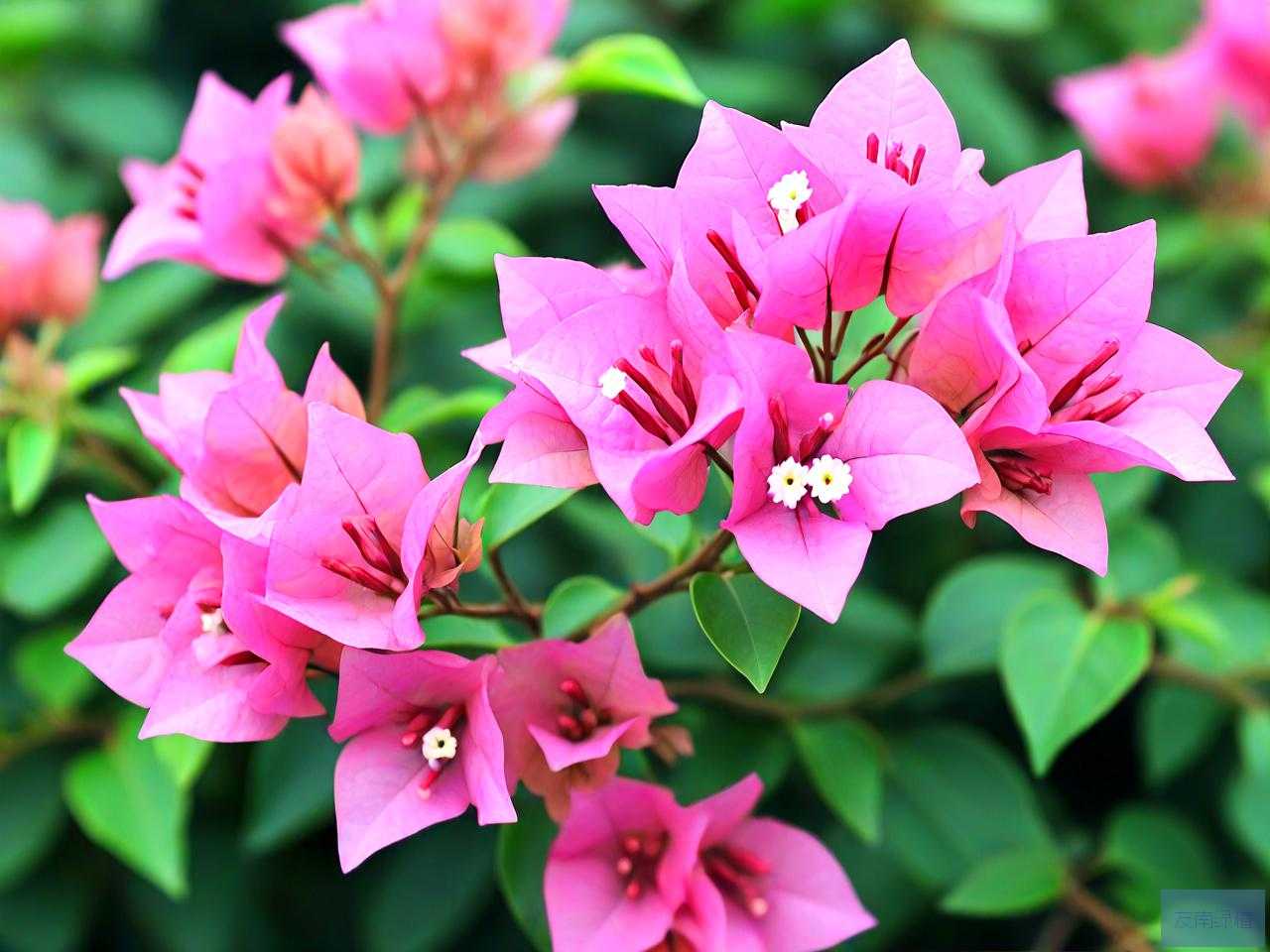 三角梅懒花品种有哪些