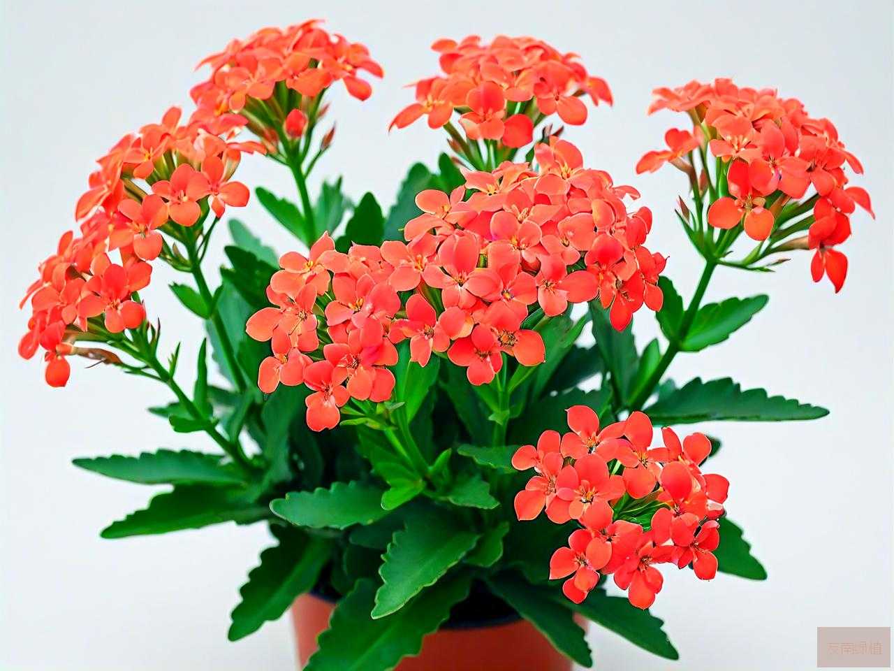 凤尾长寿花夏天怎么养