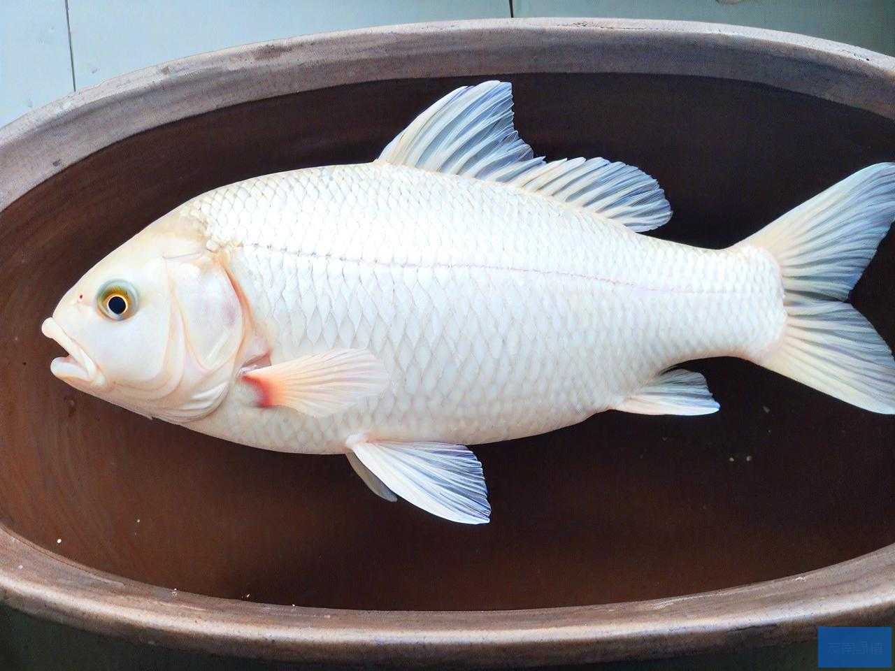 白鲢鱼的籽怎么做好吃