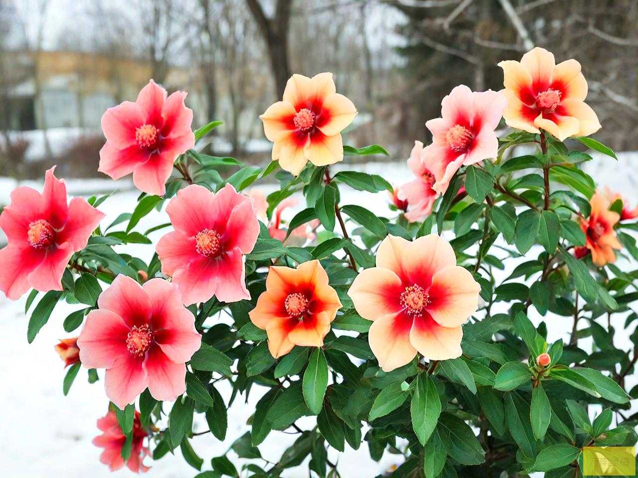 北方室外越冬木本花卉