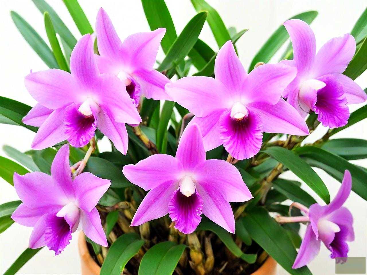 石斛石斛花多少钱一斤