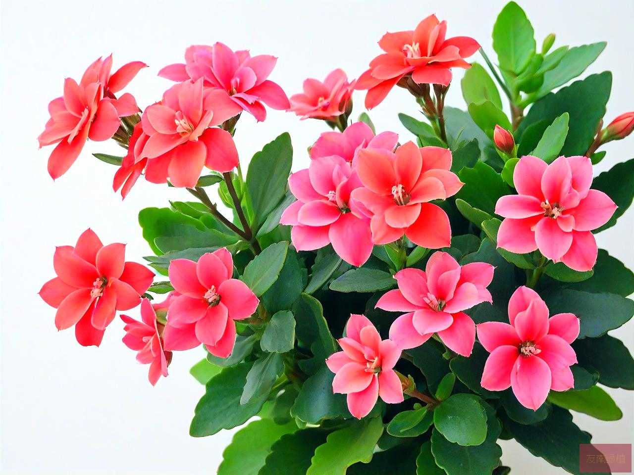 七八月份长寿花怎么养