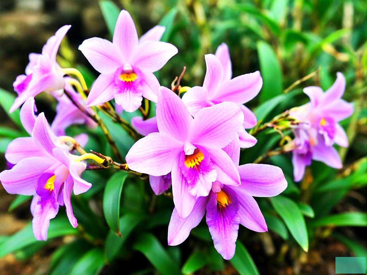 石斛花价格多少钱一斤
