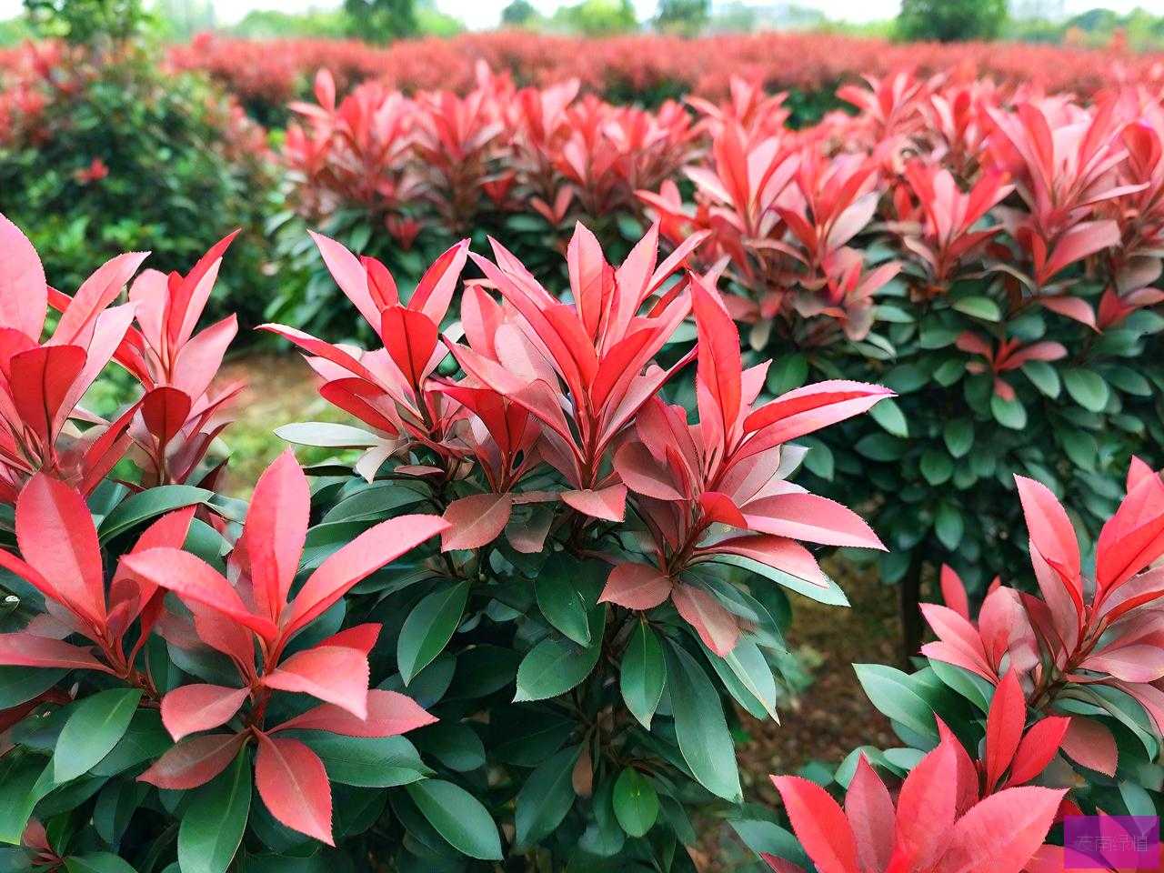 红叶石楠的种植和养护