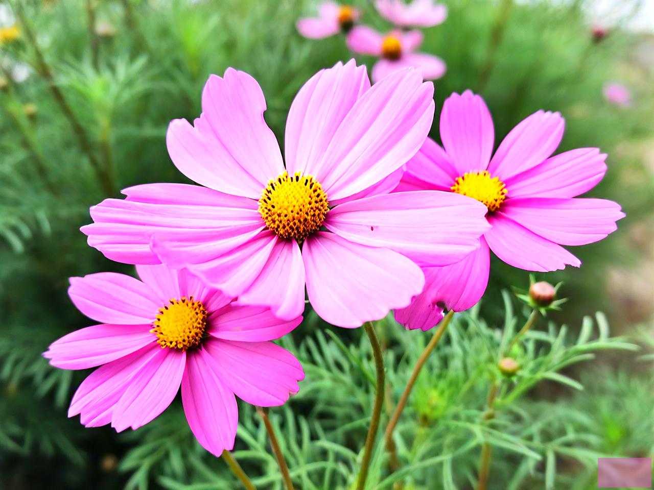 格桑花是什么时候开花