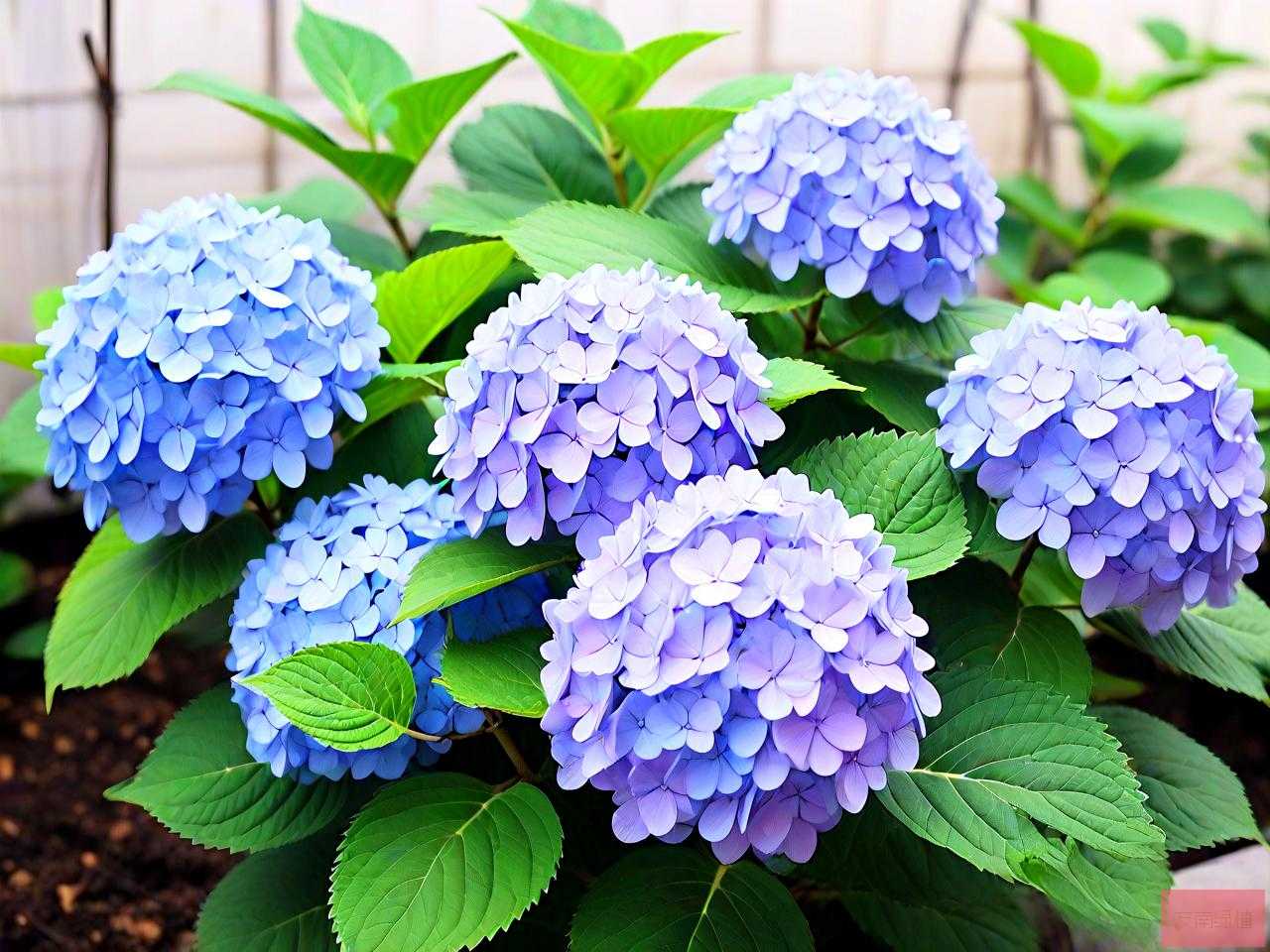绣球花怎么养家庭养法