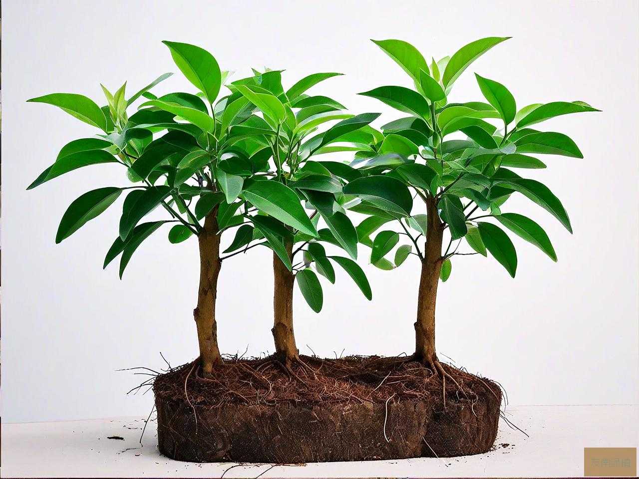 金丝楠木苗多少年成材