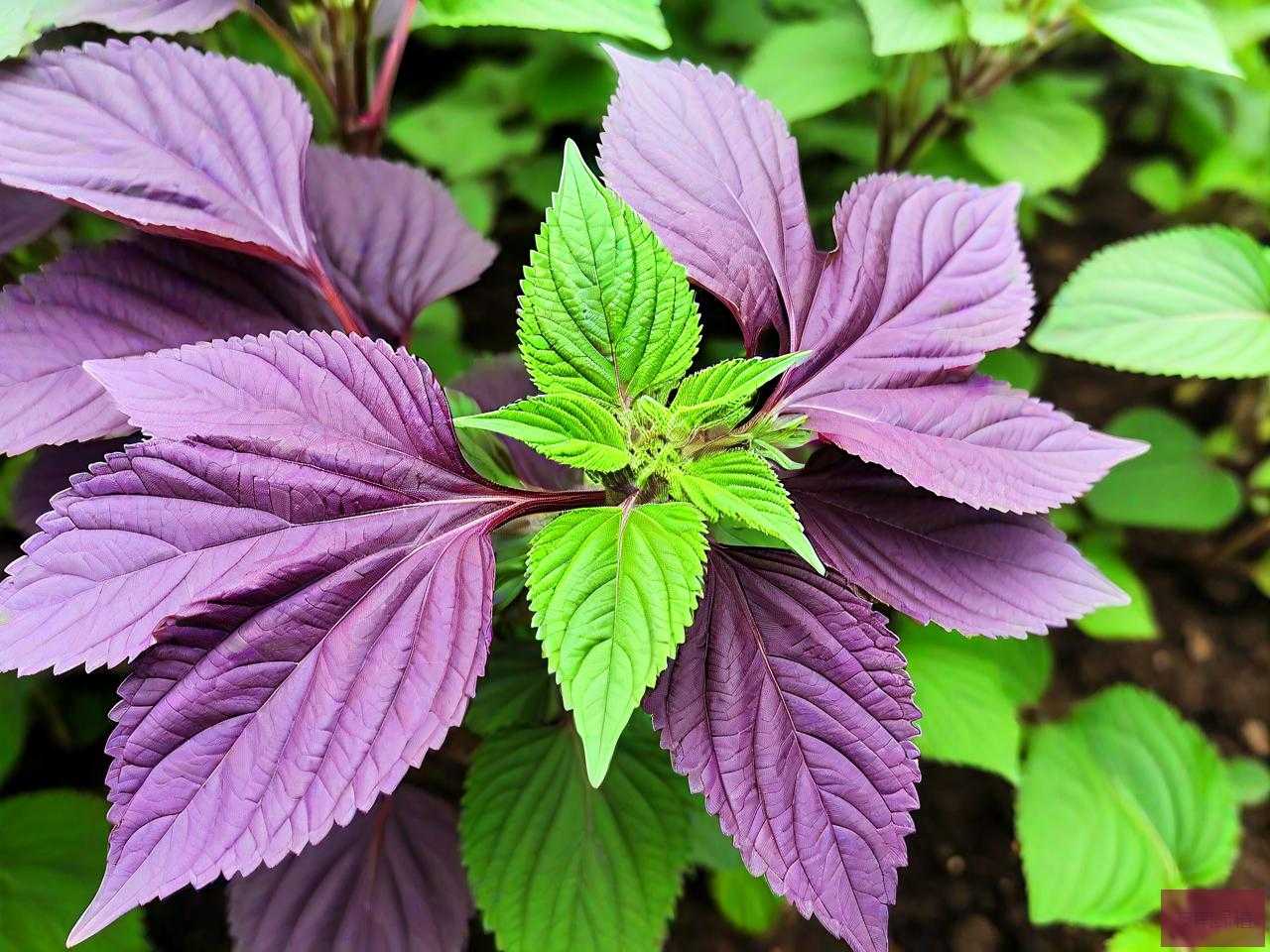 紫苏种子怎么种植方法
