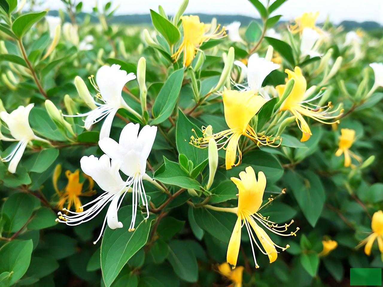 金银花种植基地在哪里
