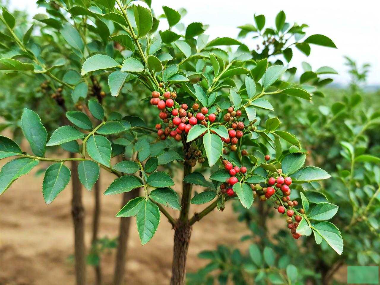 花椒树锈病用什么药好