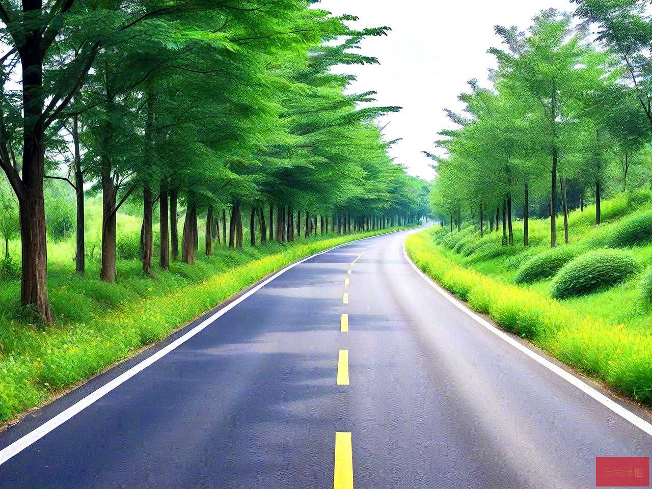 高速路绿化用什么苗木