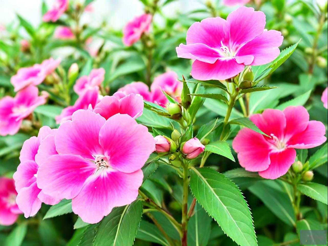 凤仙花用什么传播种子