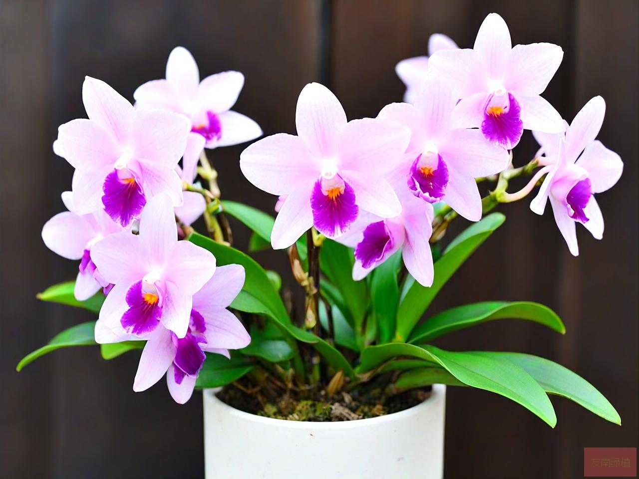 泼墨石斛兰花怎么养殖