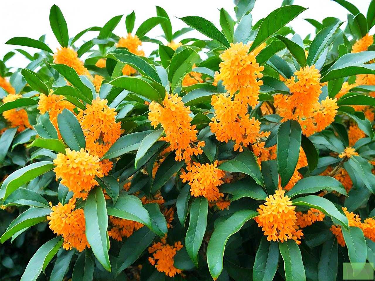 广西桂花树价格一览表