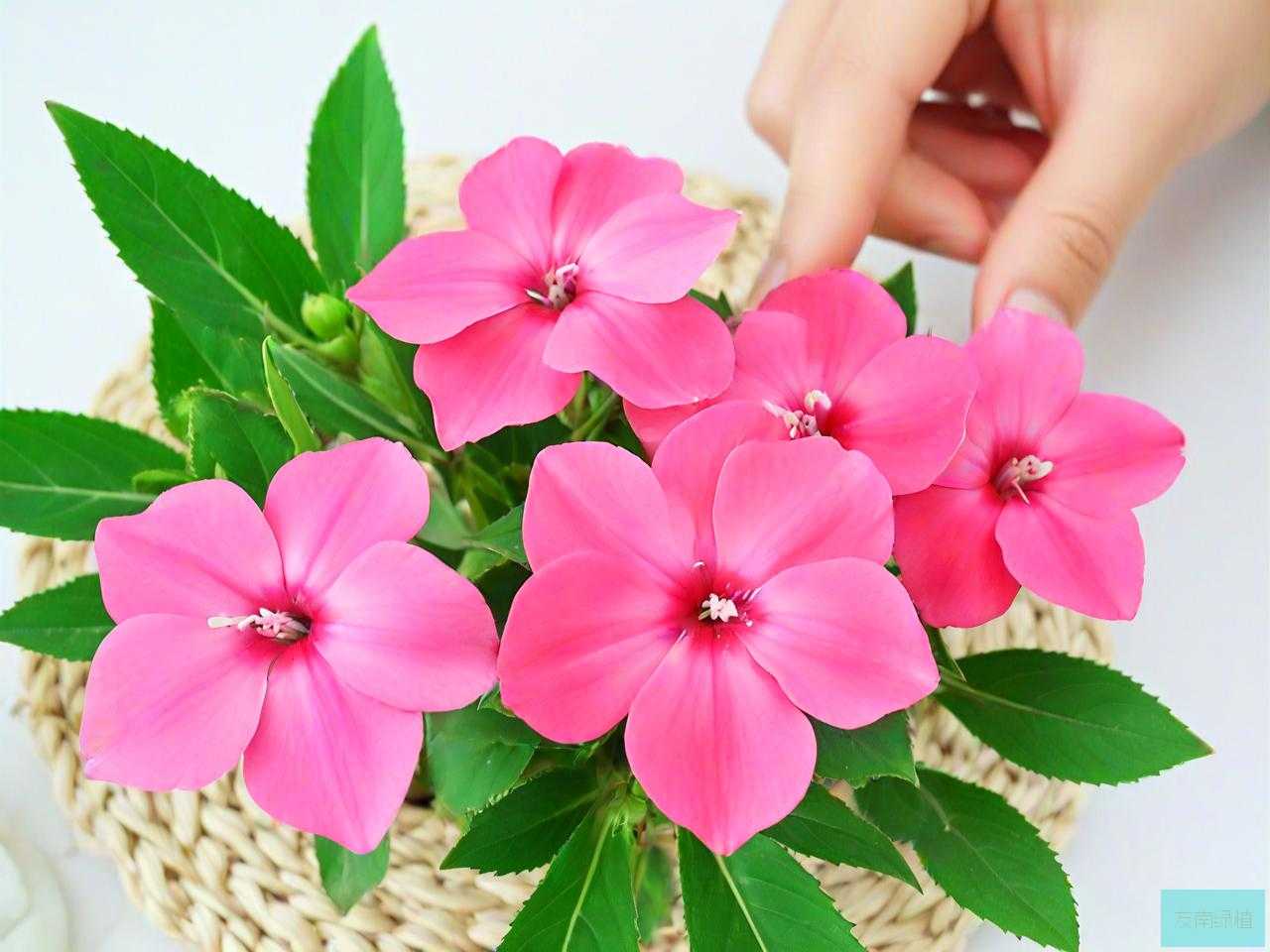 凤仙花怎么染指甲教程