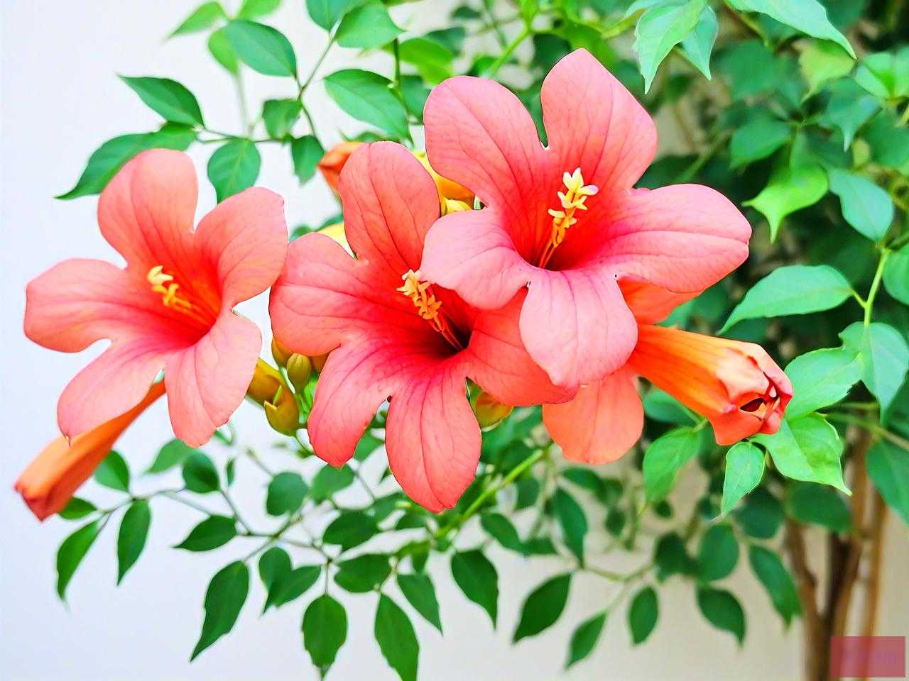 凌霄花适合家庭养殖吗