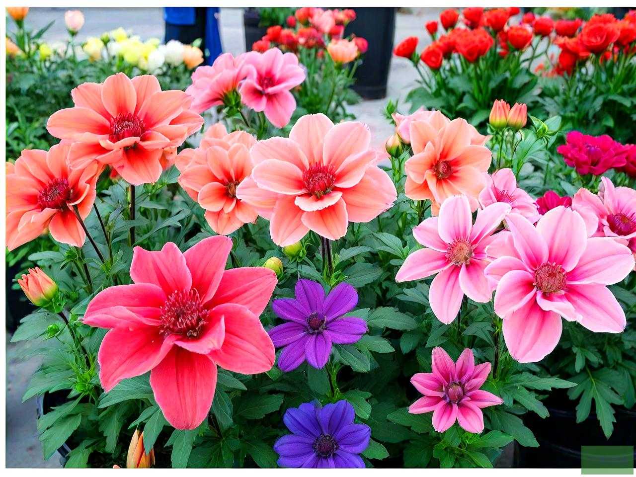 花卉市场常见花卉品种