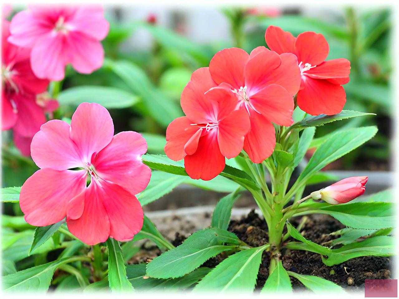 凤仙花怎样传播种子的方法