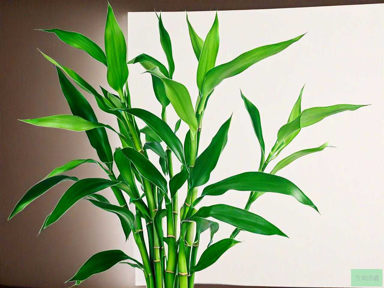 富贵竹能用自来水养吗