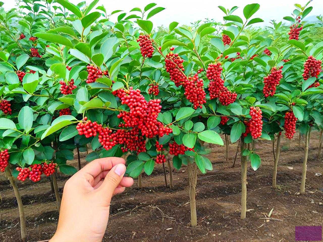 3年生花椒种苗能种吗