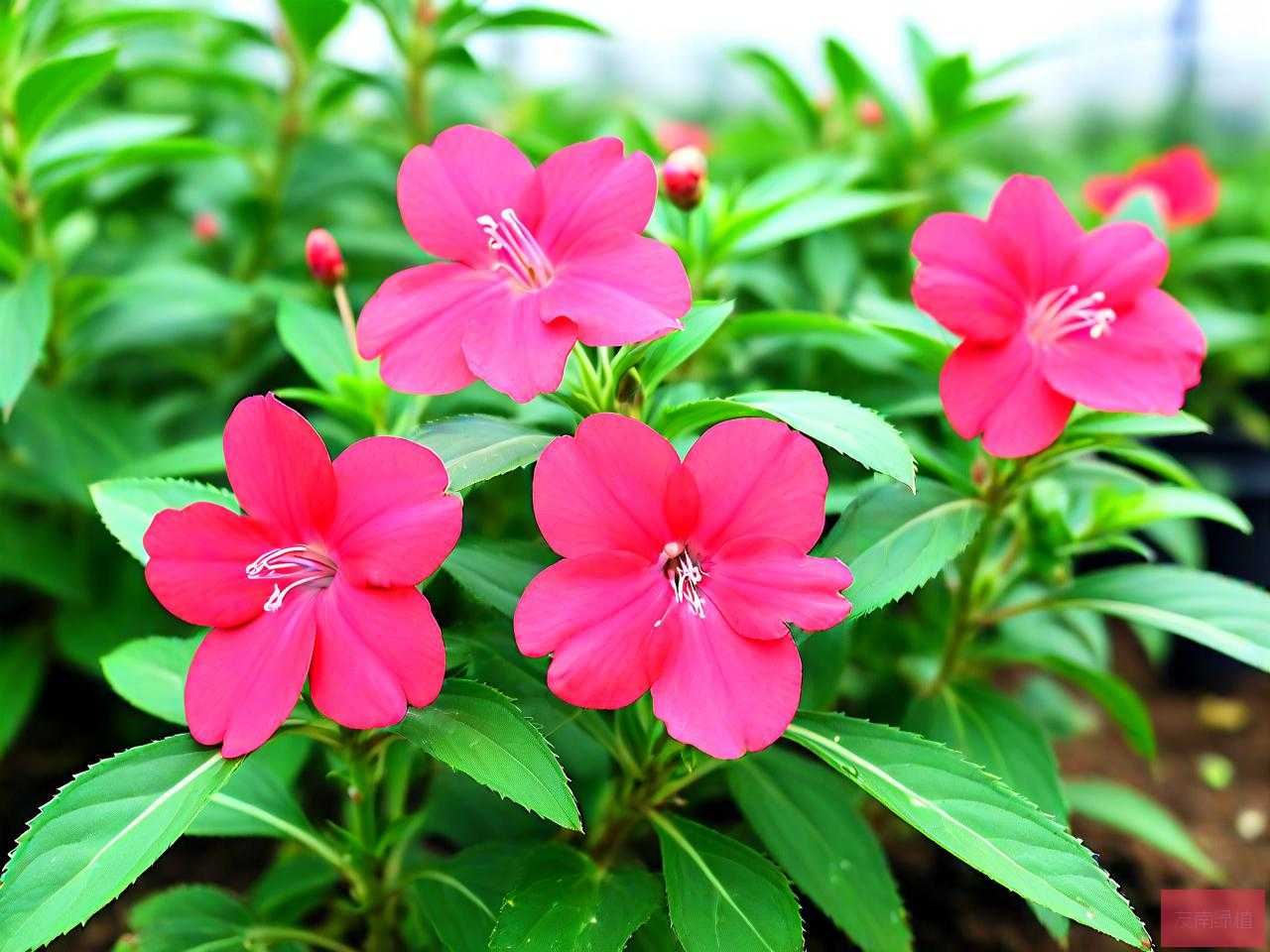 凤仙花8月份能播种吗
