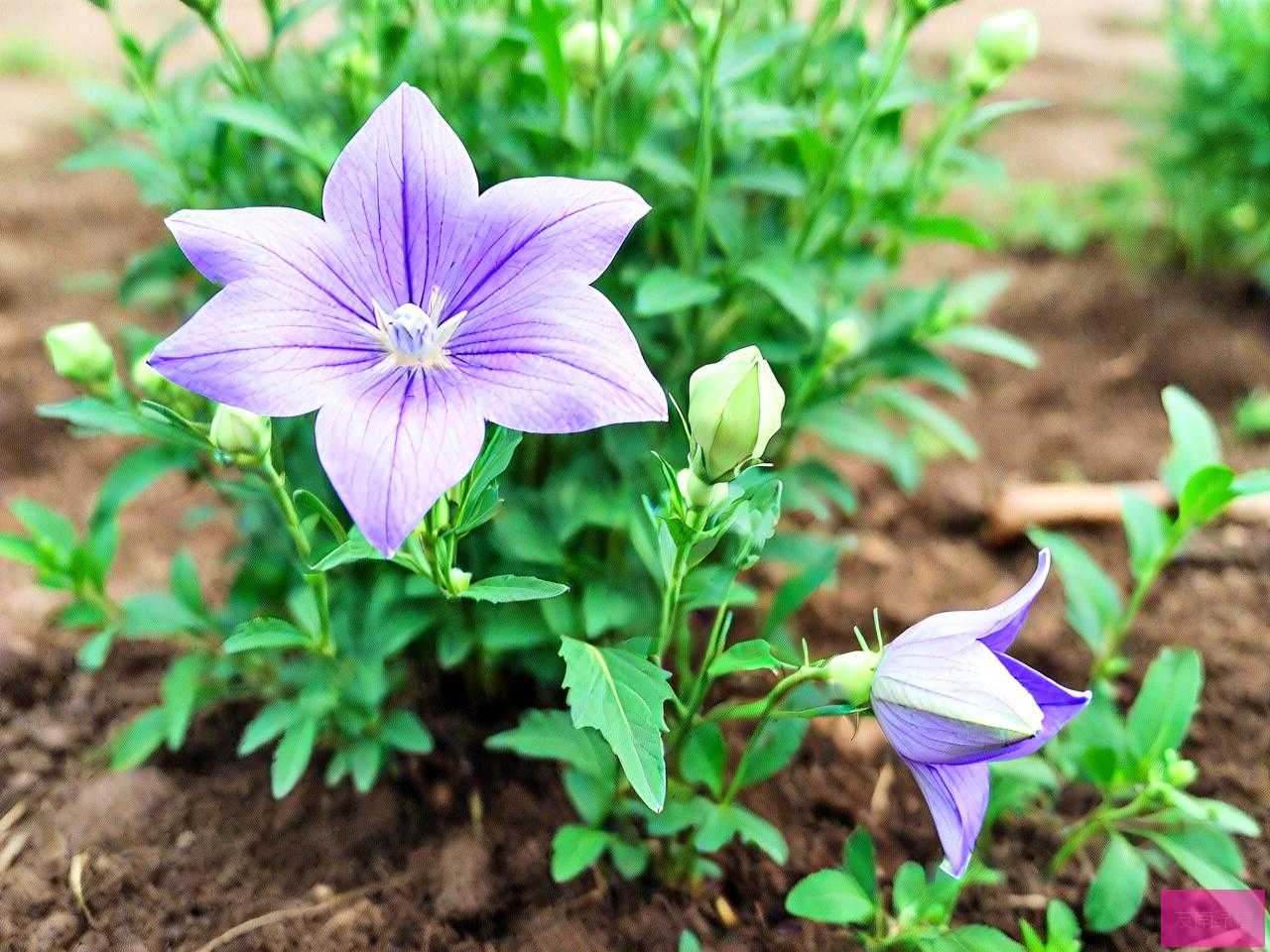 桔梗花种子种植方法全过程