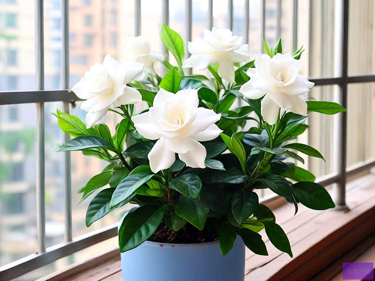 阳台养栀子花风水好吗