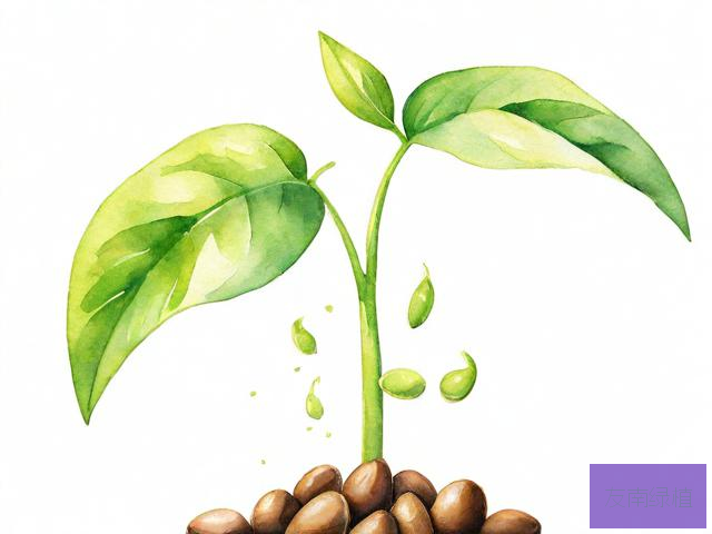 你知道哪些植物传播种子的方法是怎么传播的