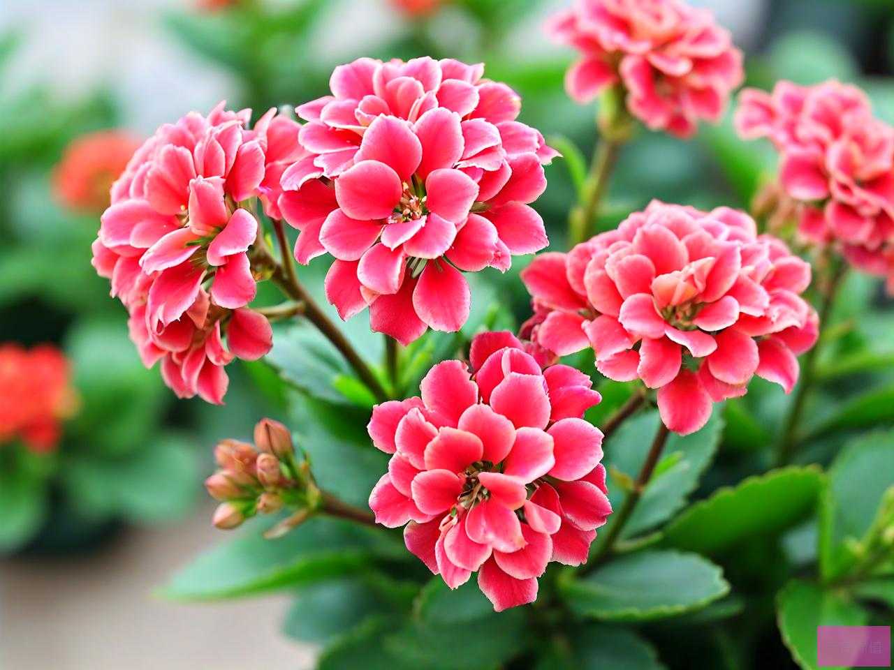 宫灯长寿花怎么养才能开花