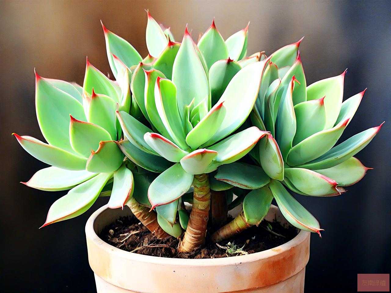 熊掌多肉植物怎么扦插