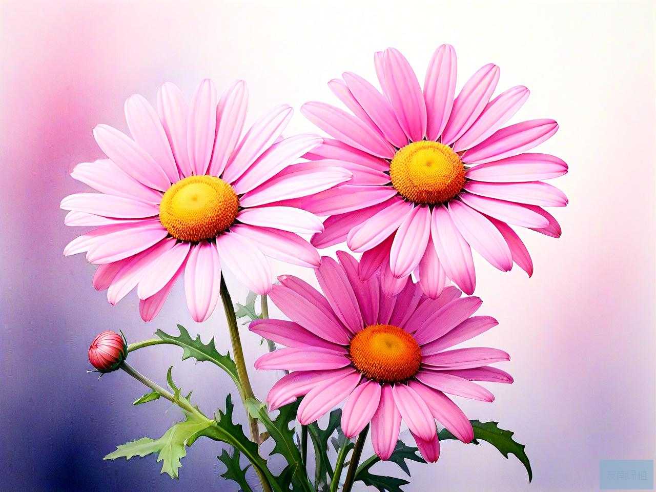 粉色的雏菊花语是什么
