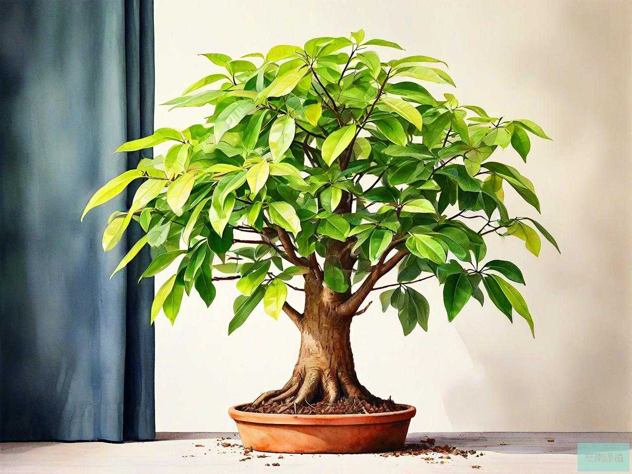 发财树怎么养才养得活