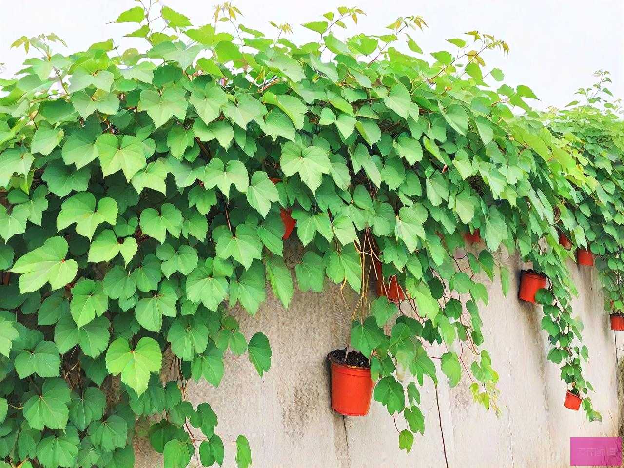 爬山虎的种植适易省份