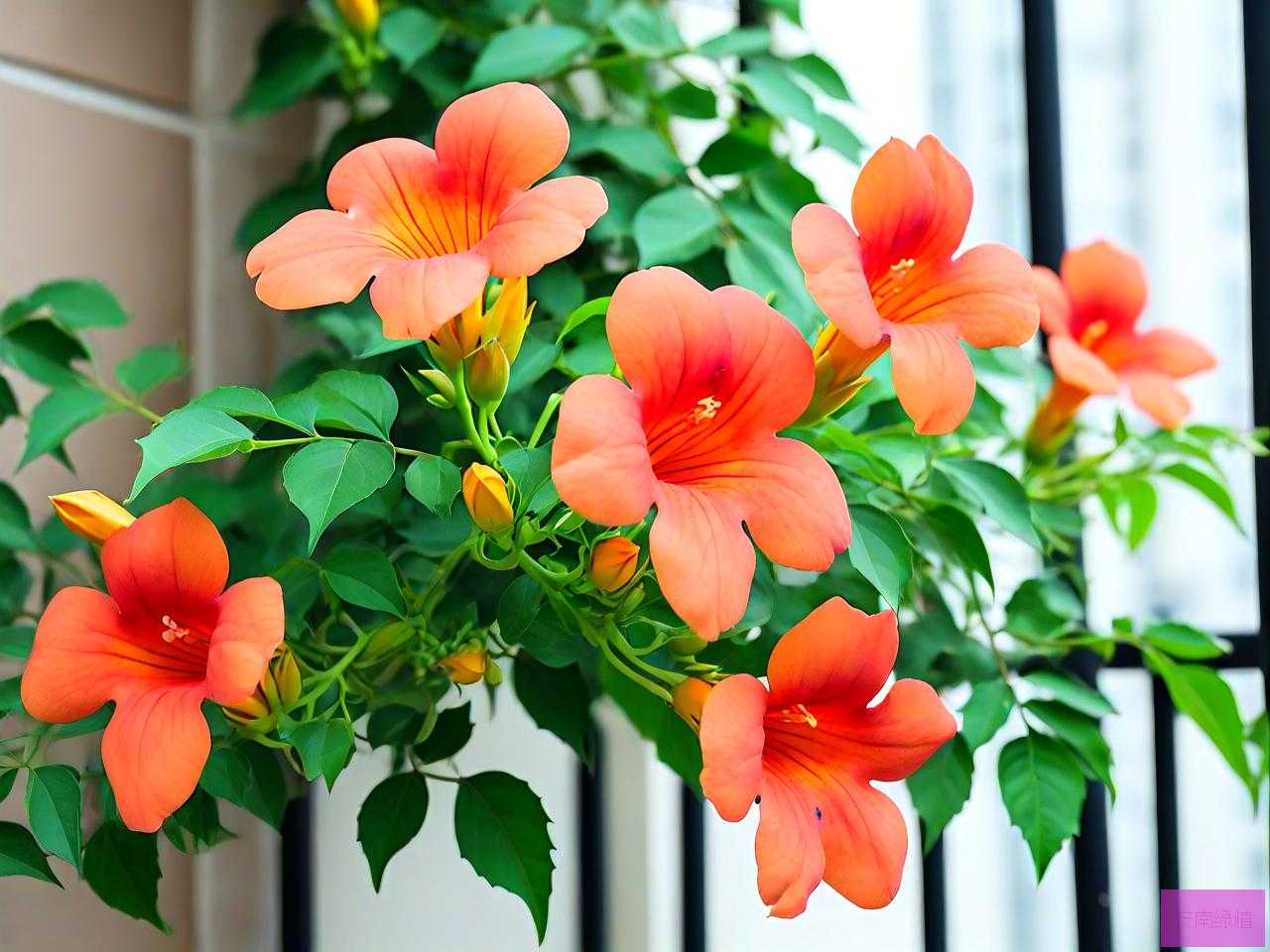 凌霄花可以阳台种植吗