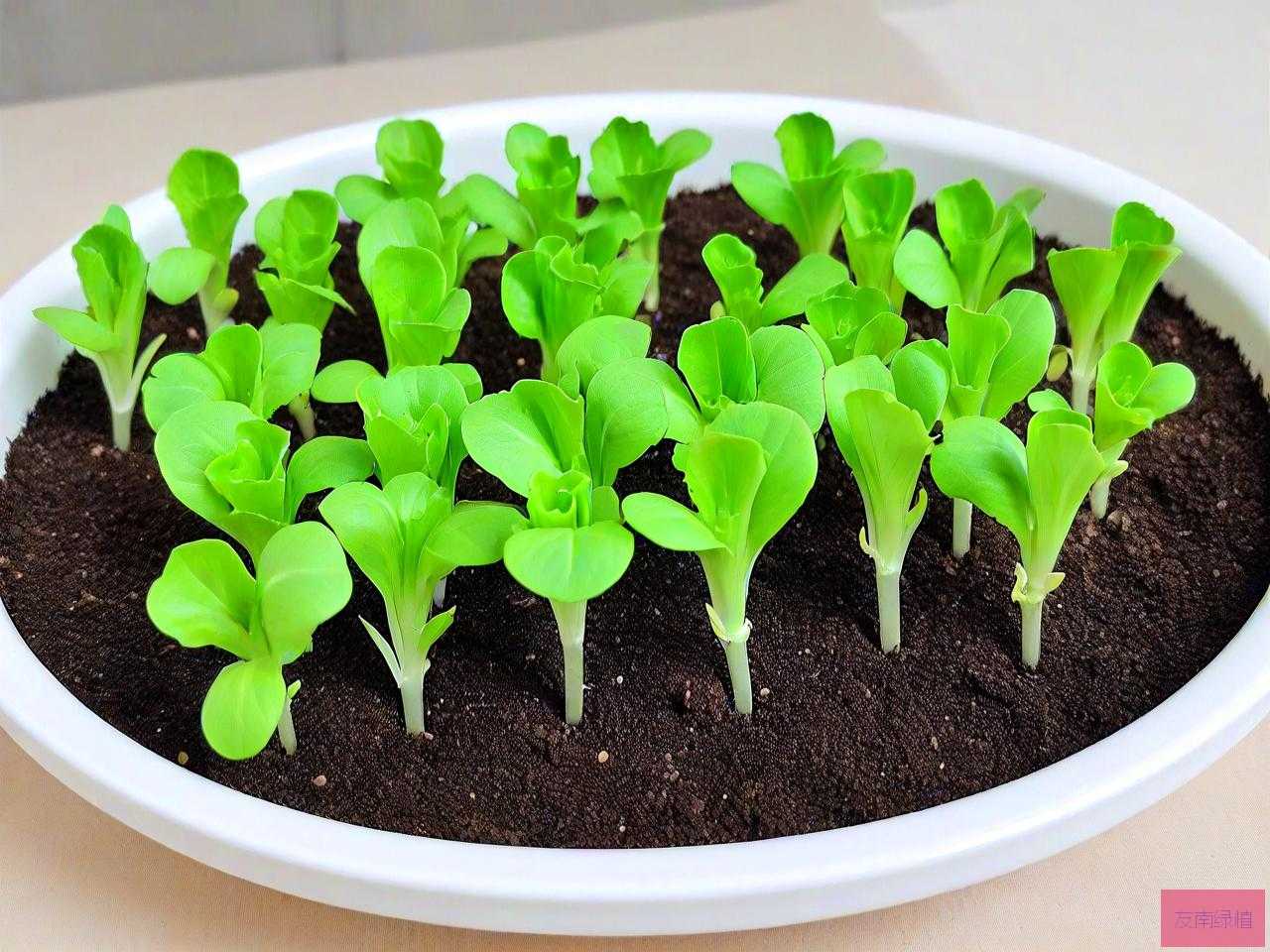 简易生菜种子催芽方法