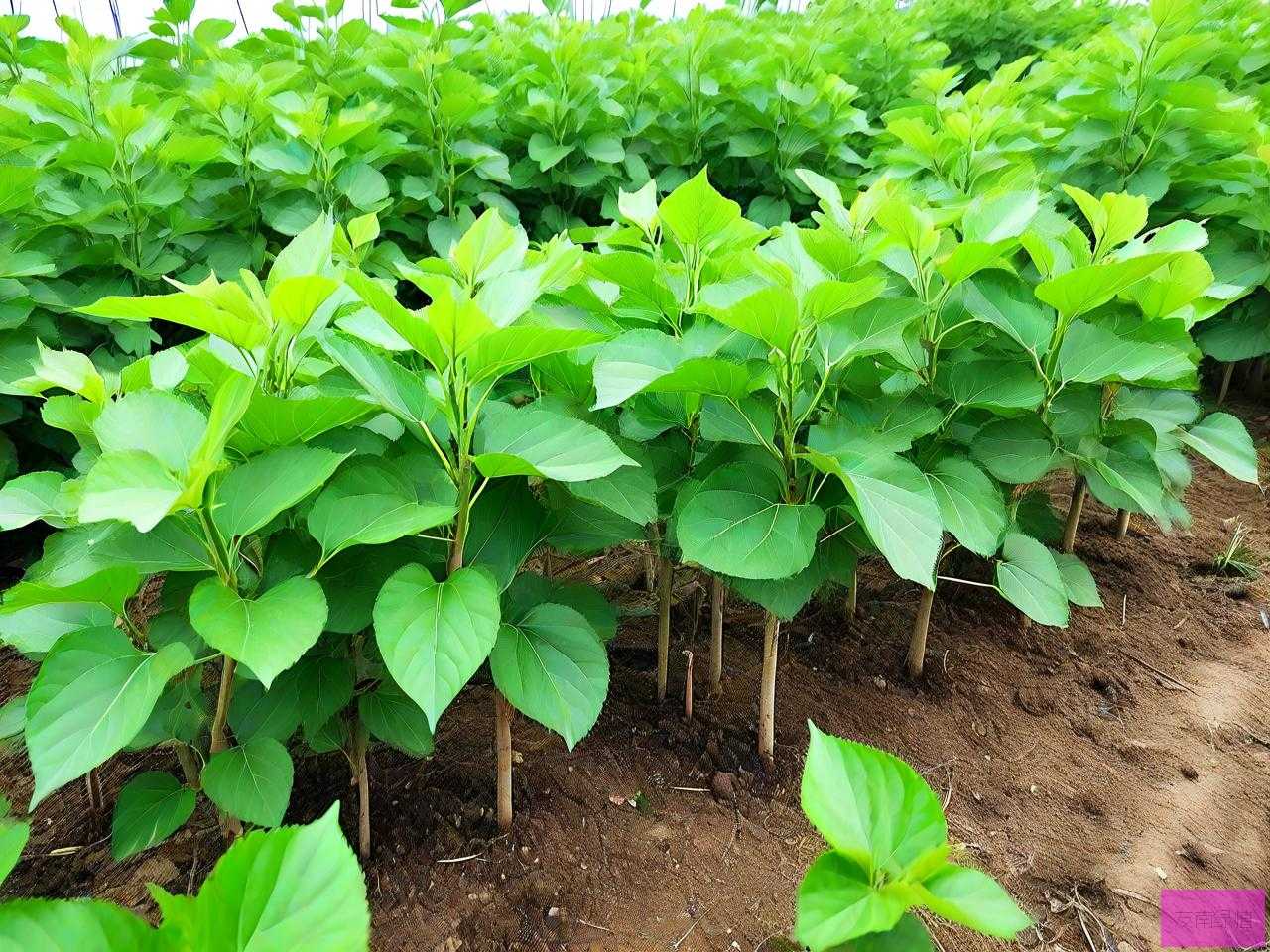桑树苗供应多少钱一棵