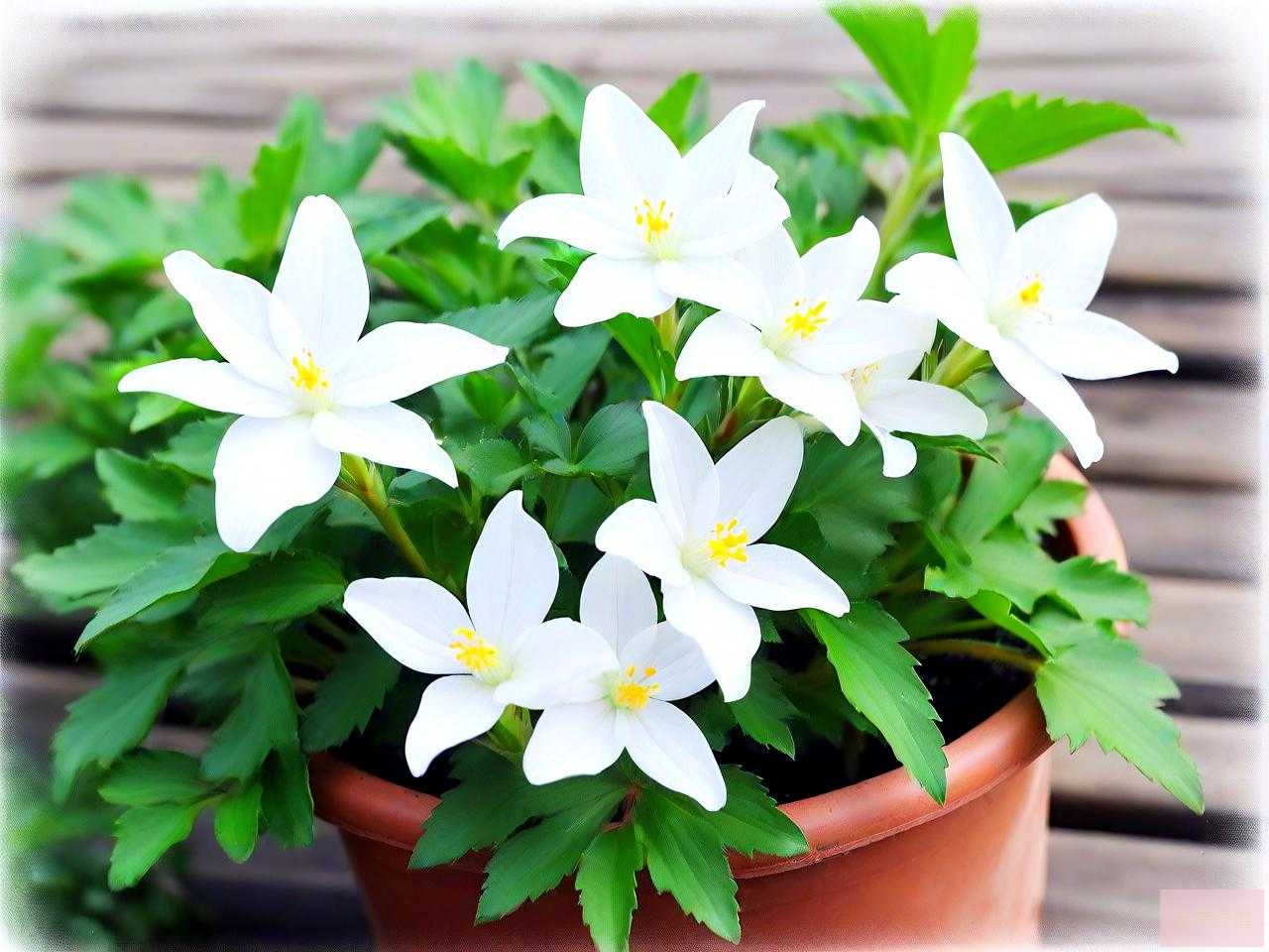 白花紫露草的养殖方法